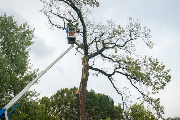 Azalea Park, FL Tree Services Company